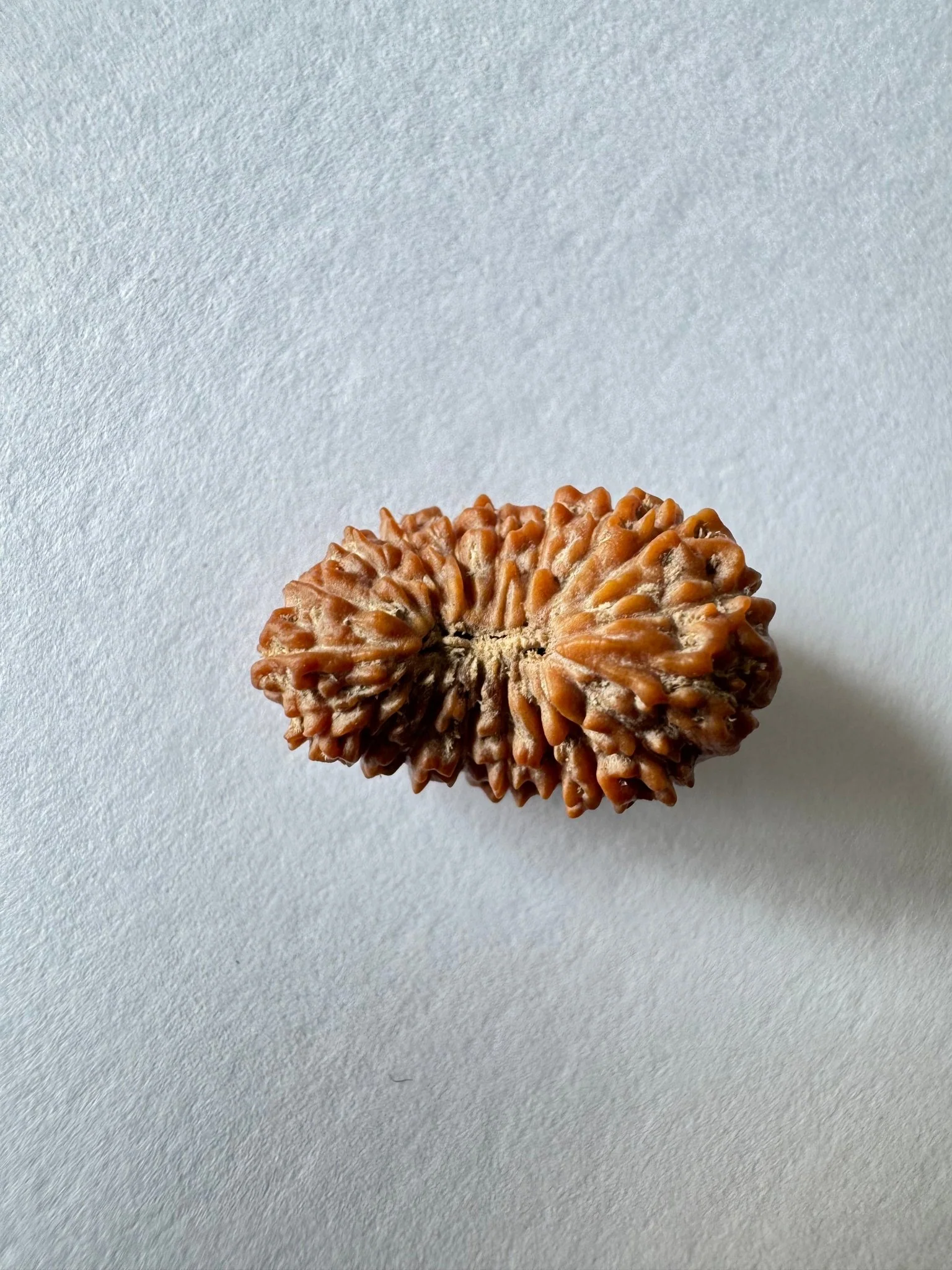 18 Mukhi Rudraksha (Indonesian Origin- 17.53 MM) - Image 3