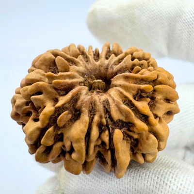 Antique 11 Mukhi Rudraksha (Nepal Origin- 32.83 MM | 7.00 Gms) - Image 3