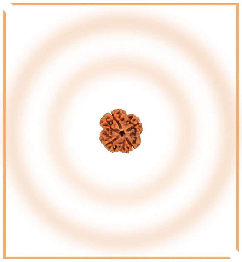 Natural 4 Mukhi/Face Rudraksha (Nepal Origin) - Image 4