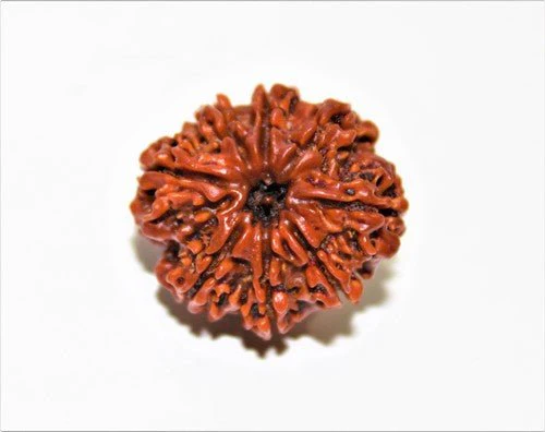 Natural 8 Mukhi/Face Rudraksha (Nepal Origin- Collector Size) - Image 4